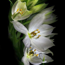 Схема вышивки «Роскошь цветов.3»