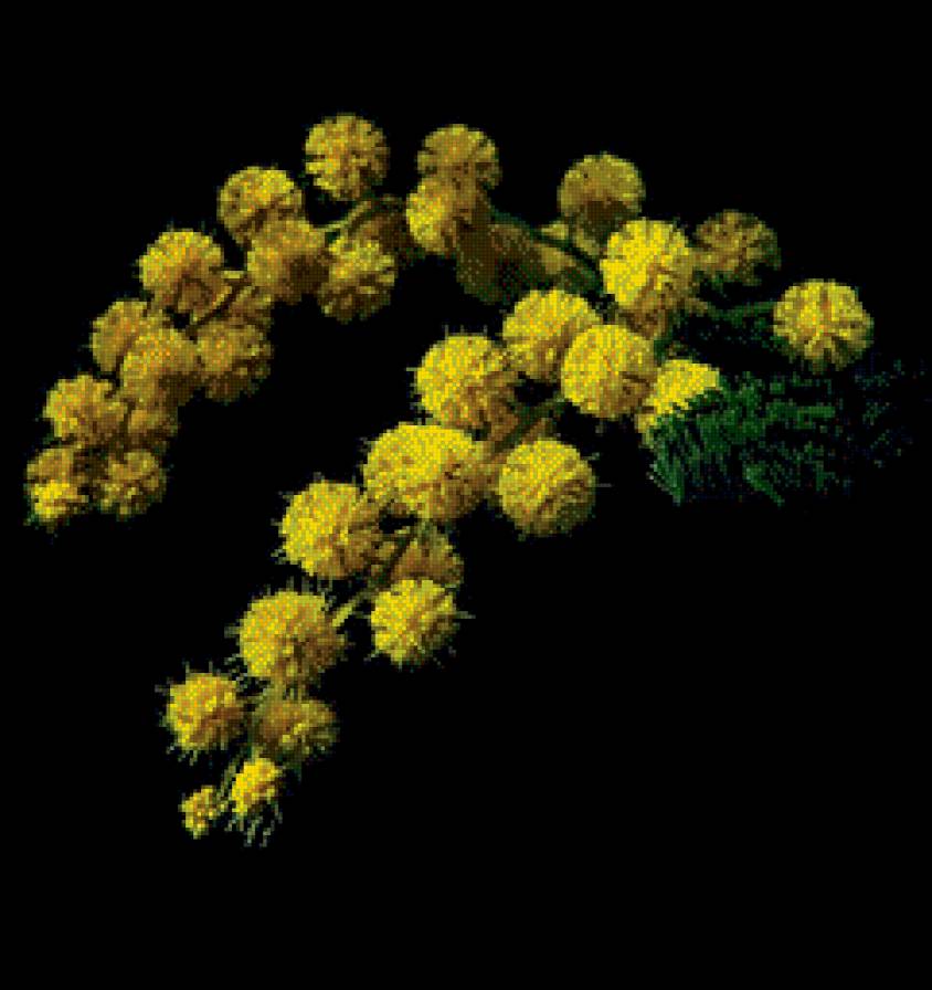 Роскошь цветов.4 - черный фон, цветы - предпросмотр