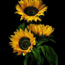 Схема вышивки «Роскошь цветов.5»