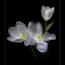 Схема вышивки «Роскошь цветов.6»