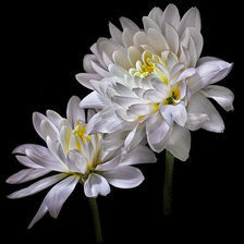 Схема вышивки «Роскошь цветов.8»