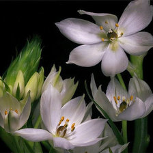 Схема вышивки «Роскошь цветов.9»