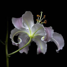 Схема вышивки «Роскошь цветов.10»