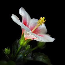 Схема вышивки «Роскошь цветов.11»