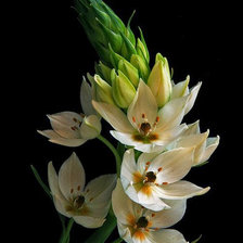 Схема вышивки «Роскошь цветов.13»