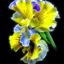 Схема вышивки «Роскошь цветов.14»