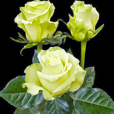 Схема вышивки «Роскошь цветов.15»