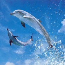 Дельфины