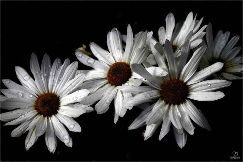 №677118 - цветы, на черном - оригинал