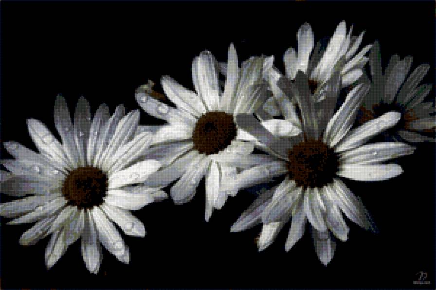 №677118 - цветы, на черном - предпросмотр