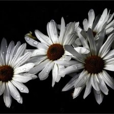 Схема вышивки «№677118»