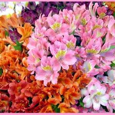 Схема вышивки «Альстромерия»