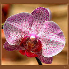 Схема вышивки «Орхидея»