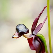 Схема вышивки «Орхидея2»