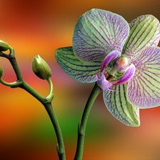 Схема вышивки «Орхидея4»