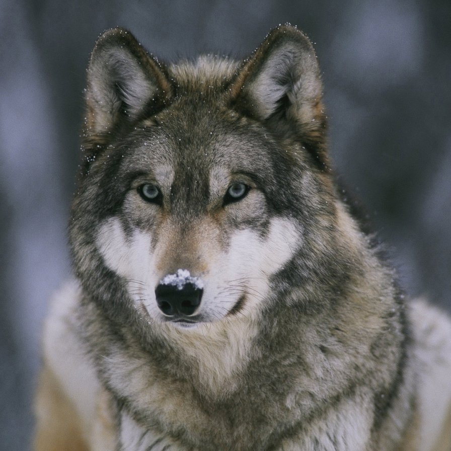 Серый волк - оригинал