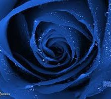 Схема вышивки «Синяя роза»