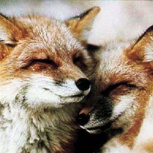 Схема вышивки «две лисы»