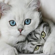 Схема вышивки «котята»