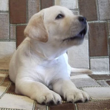 Схема вышивки «лабрадор»