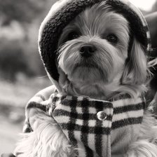 Схема вышивки «пес»