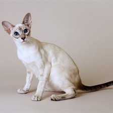 Схема вышивки «сиам»