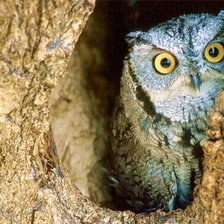 Схема вышивки «сова»