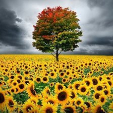 Схема вышивки «Подсолнуховое поле»