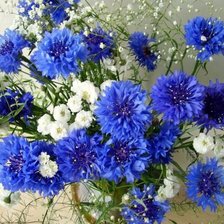 Схема вышивки «Васильки»