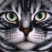 Схема вышивки «кот серый»