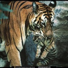 Схема вышивки «тигрица и тигренок»