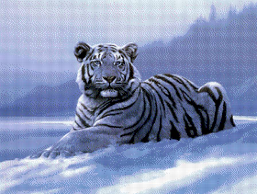 Tygrys - tygrysy - предпросмотр