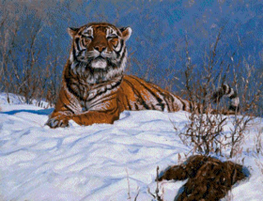 Tygrys - tygrysy - предпросмотр