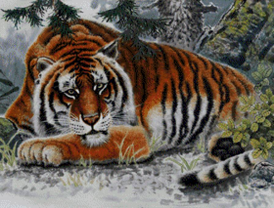 Tygrys - tygrysy - предпросмотр
