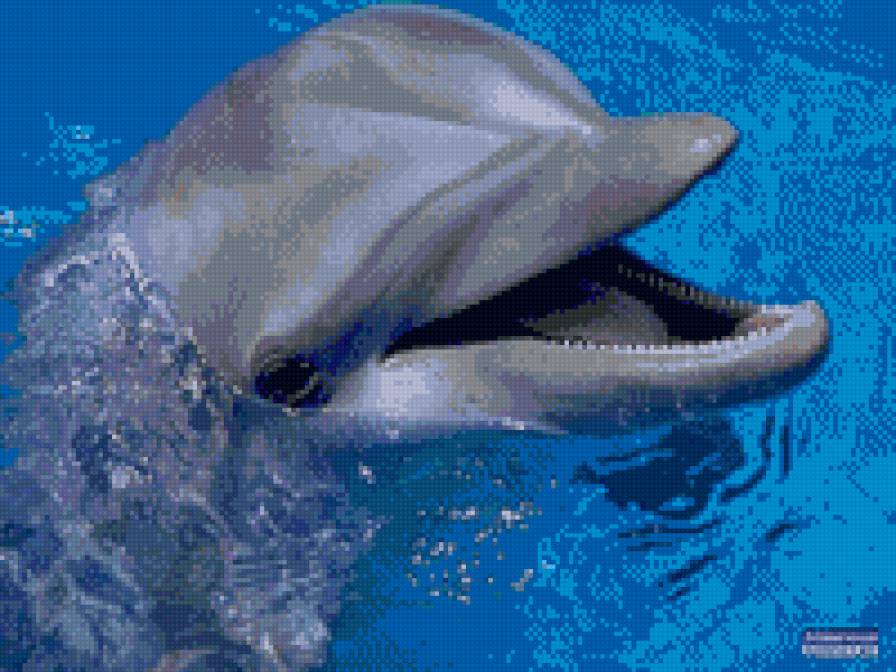 дельфин - дельфины - предпросмотр