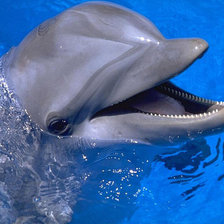 Схема вышивки «дельфин»