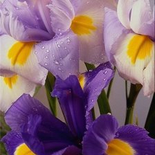 Схема вышивки «№680189»