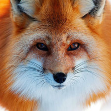 Схема вышивки «Лис»