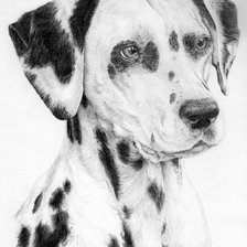 Схема вышивки «Долматинец»