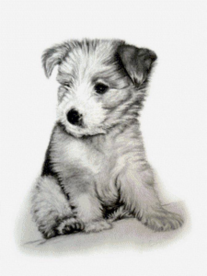 Щенок - картина, монохром, щенок - предпросмотр