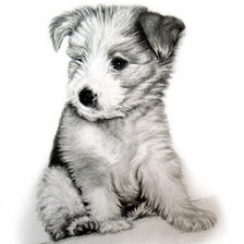 Схема вышивки «Щенок»