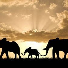 Схема вышивки «три слона»