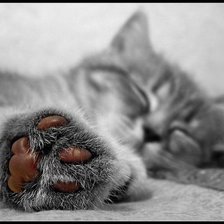 Схема вышивки «лапынька»