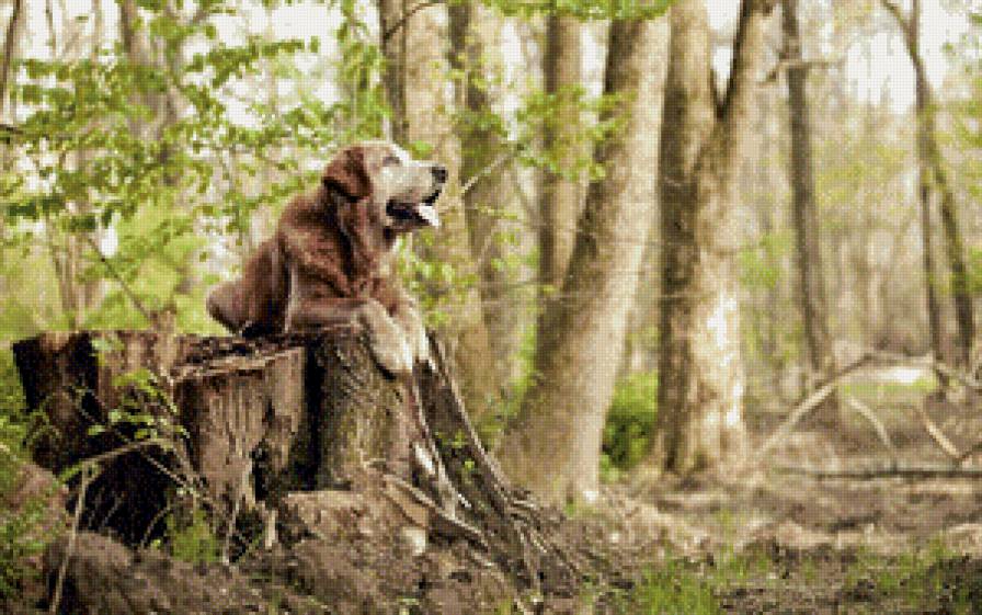 Пес - природа, пес, лес - предпросмотр