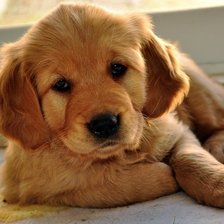 Схема вышивки «Щенок»