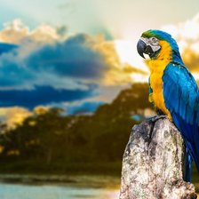 Схема вышивки «Попугай»