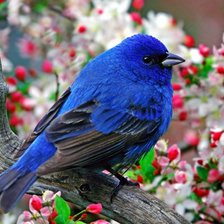 Синяя птица