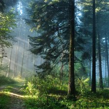 Схема вышивки «Сказочный лес»