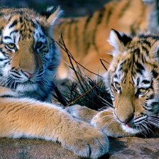 Схема вышивки «Тигрята»