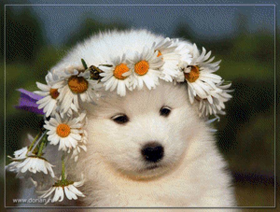 малыш в веночке - ромашки, собака, щенок, цветы - предпросмотр